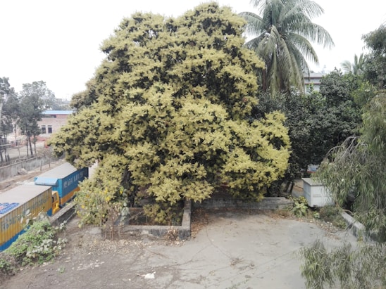 A large tree with dense, yellowish-green foliage is centrally located, surrounded by various other trees and bushes. A truck and shipping containers are visible on the left side near a roadside, and the scene is set in an urban environment with buildings partially visible among the greenery.