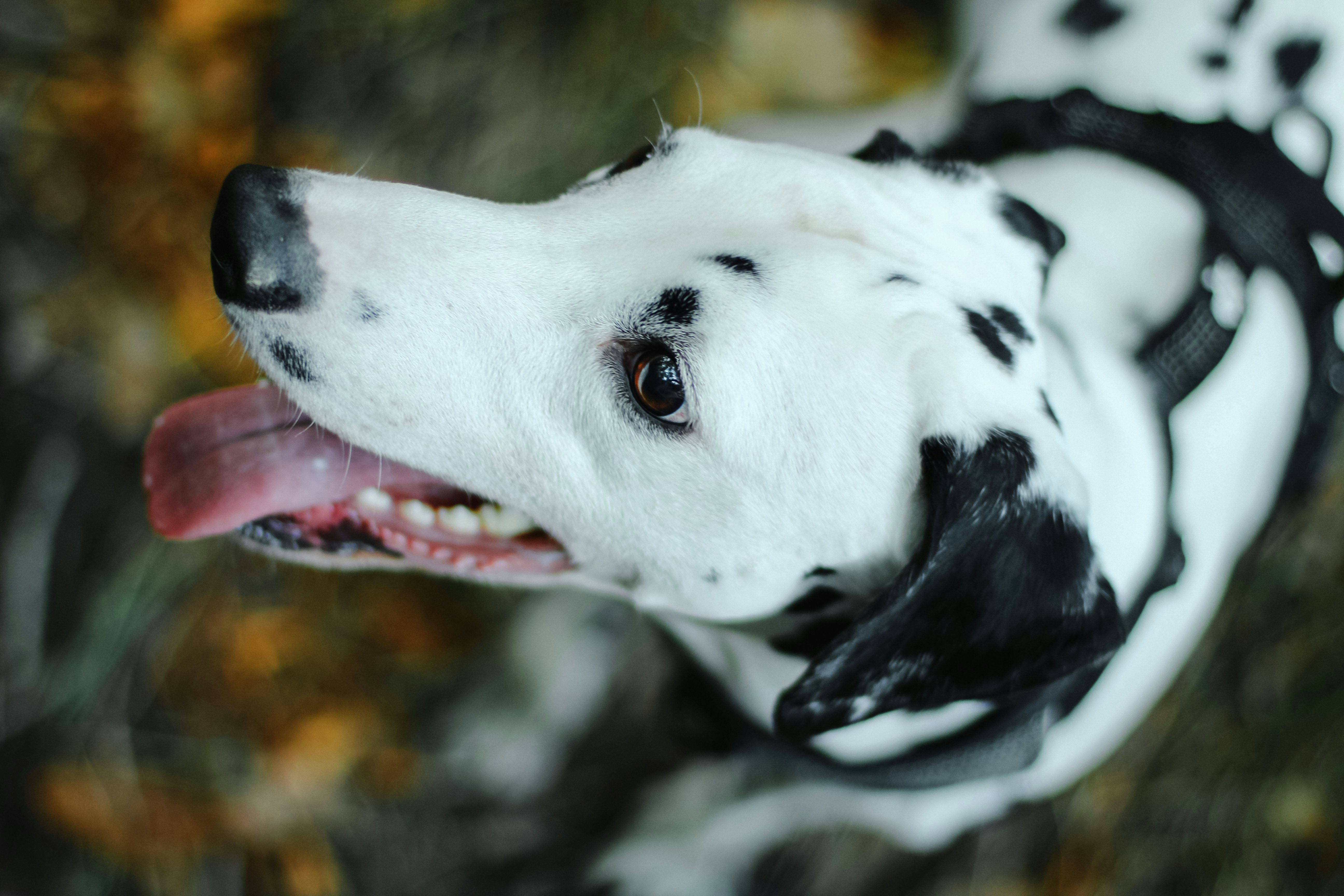 Un perro blanco y negro con la lengua fuera