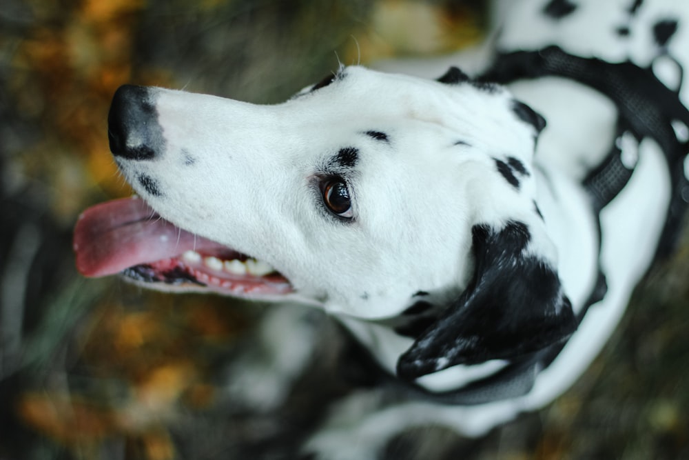 a black and white dog with its tongue out