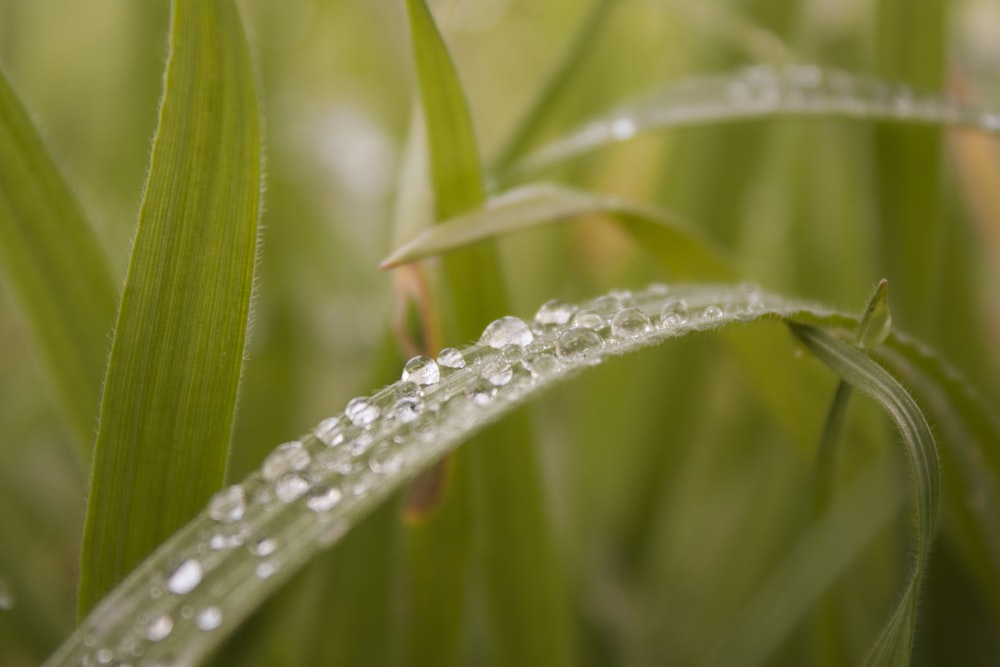 a close up of a leaf