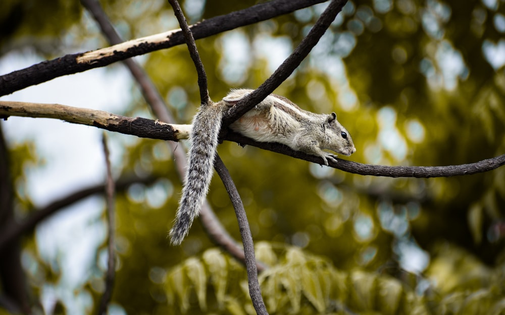 a squirrel on a tree branch