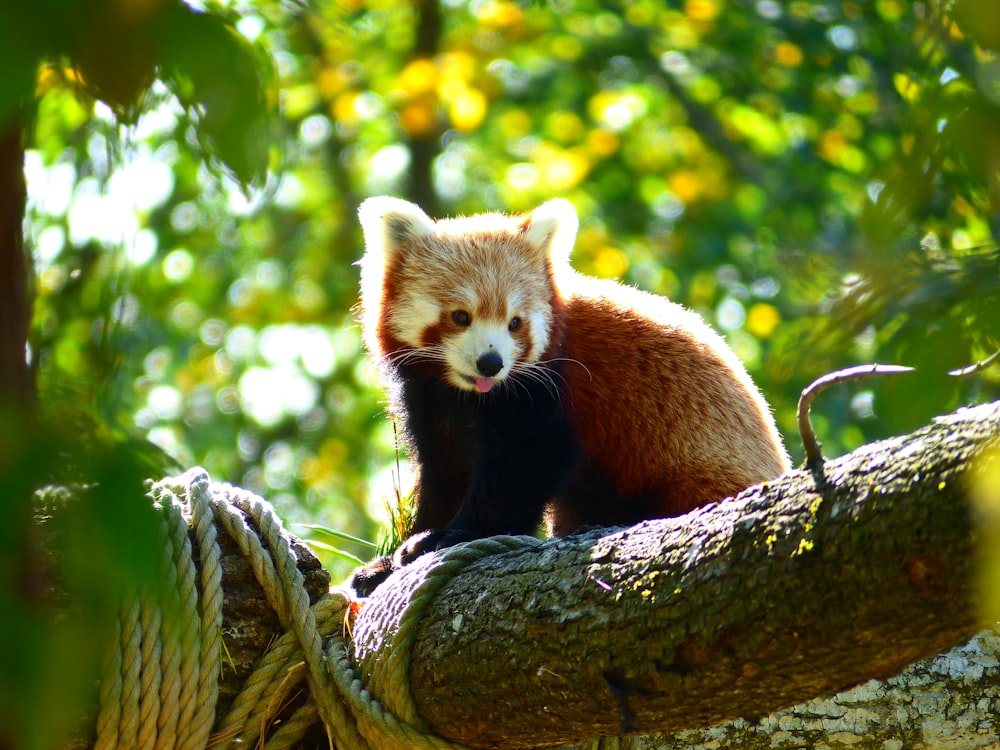 a red panda on a log