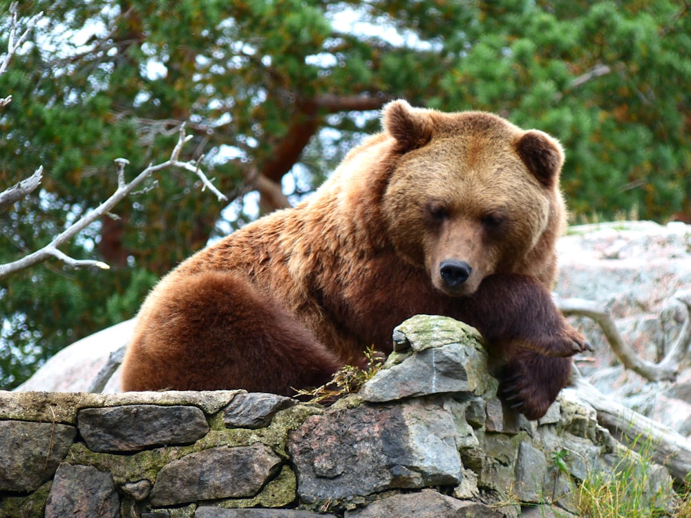 a bear laying on a rock