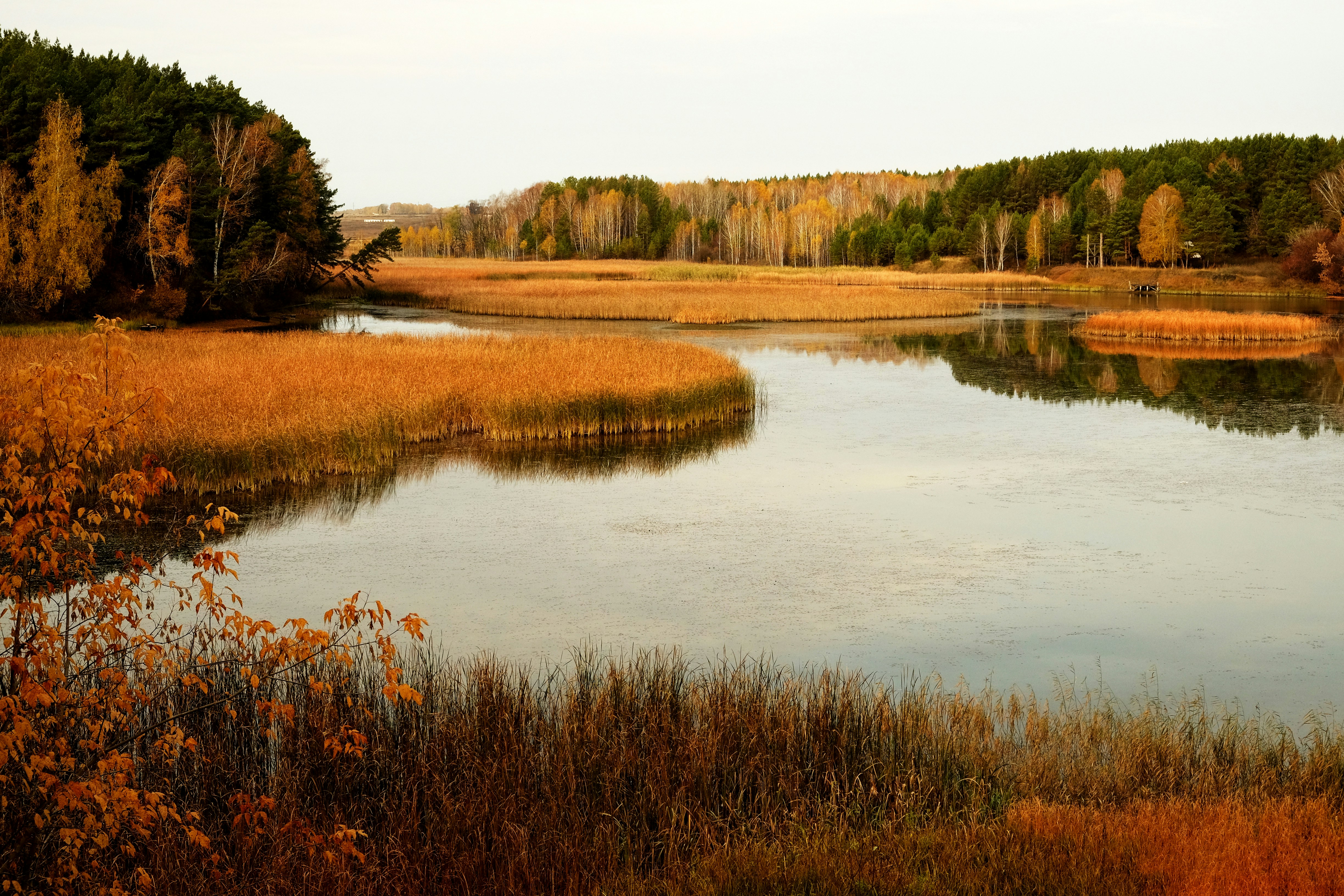 a body of water with trees around it