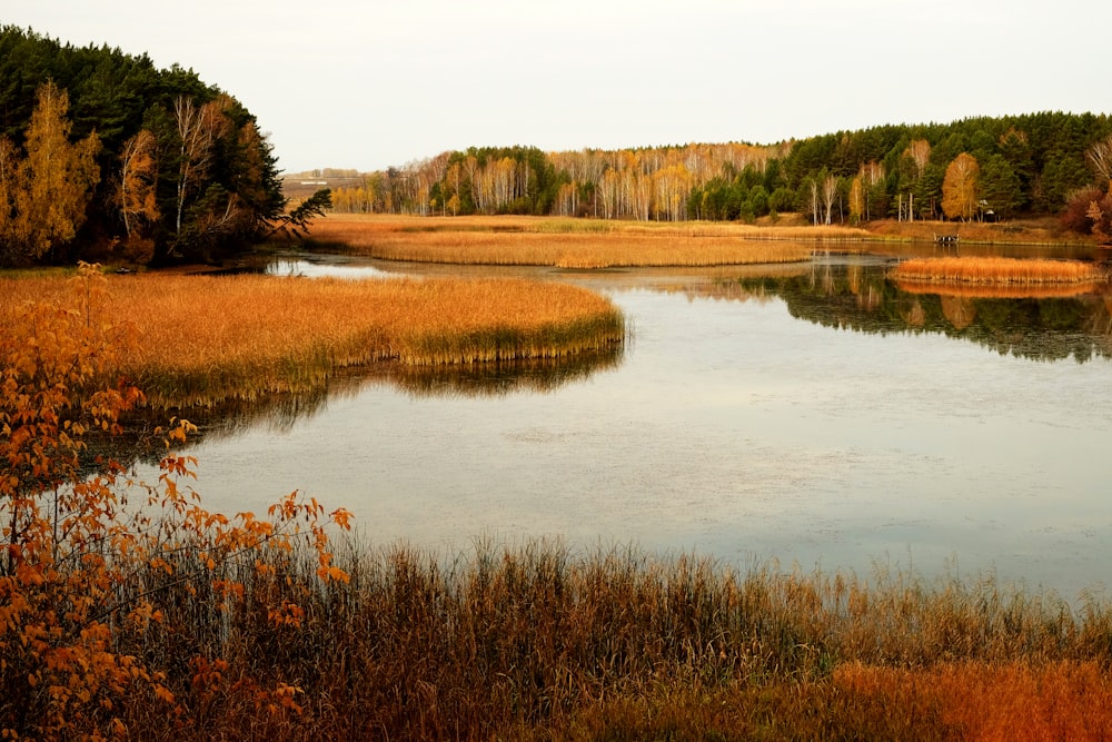 a body of water with trees around it