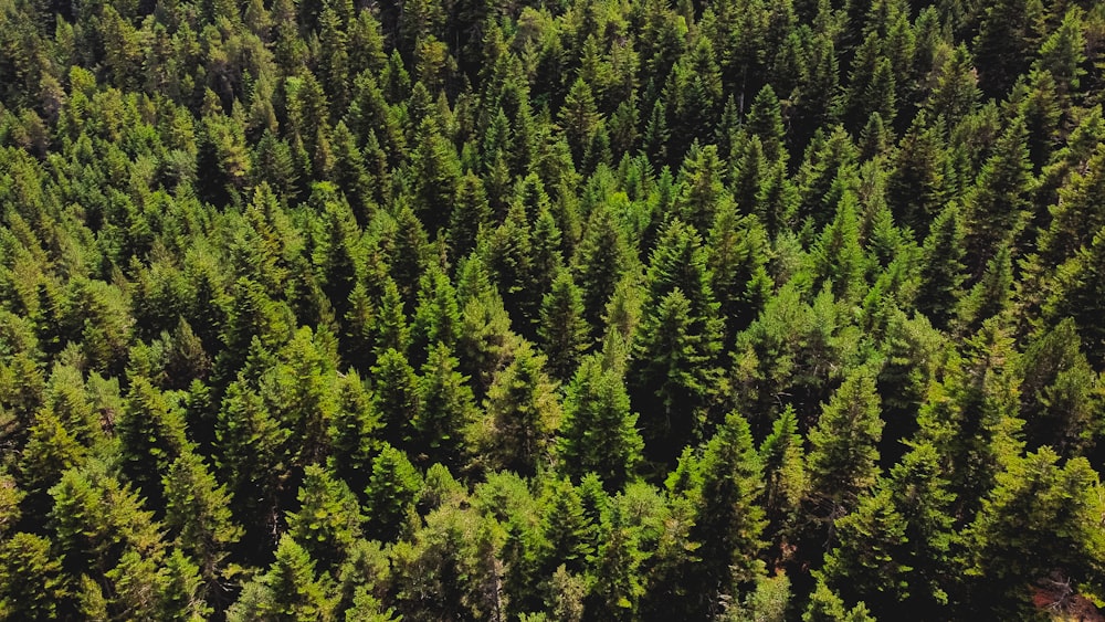 a large group of trees