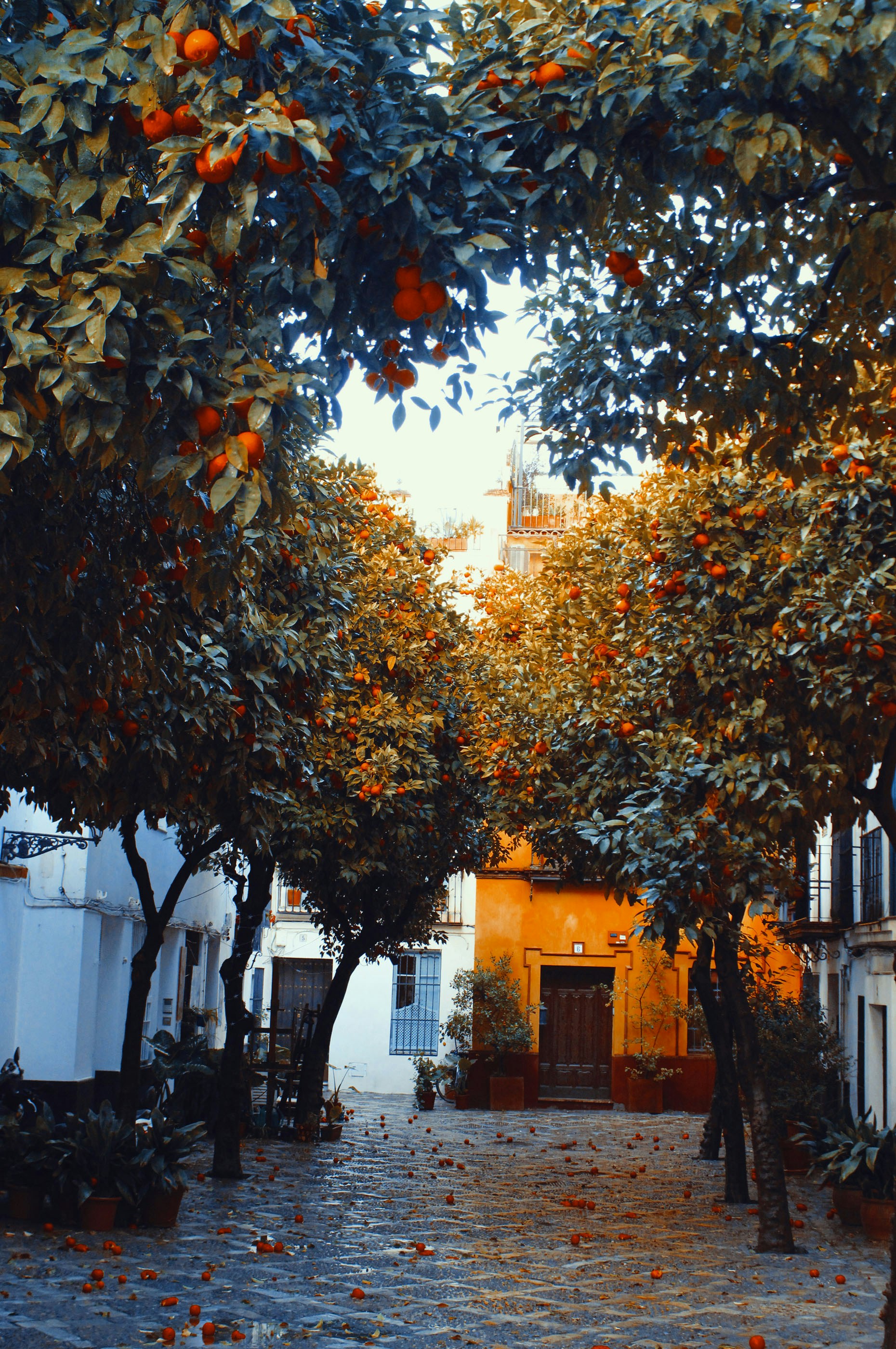 Photo by yaramacchado