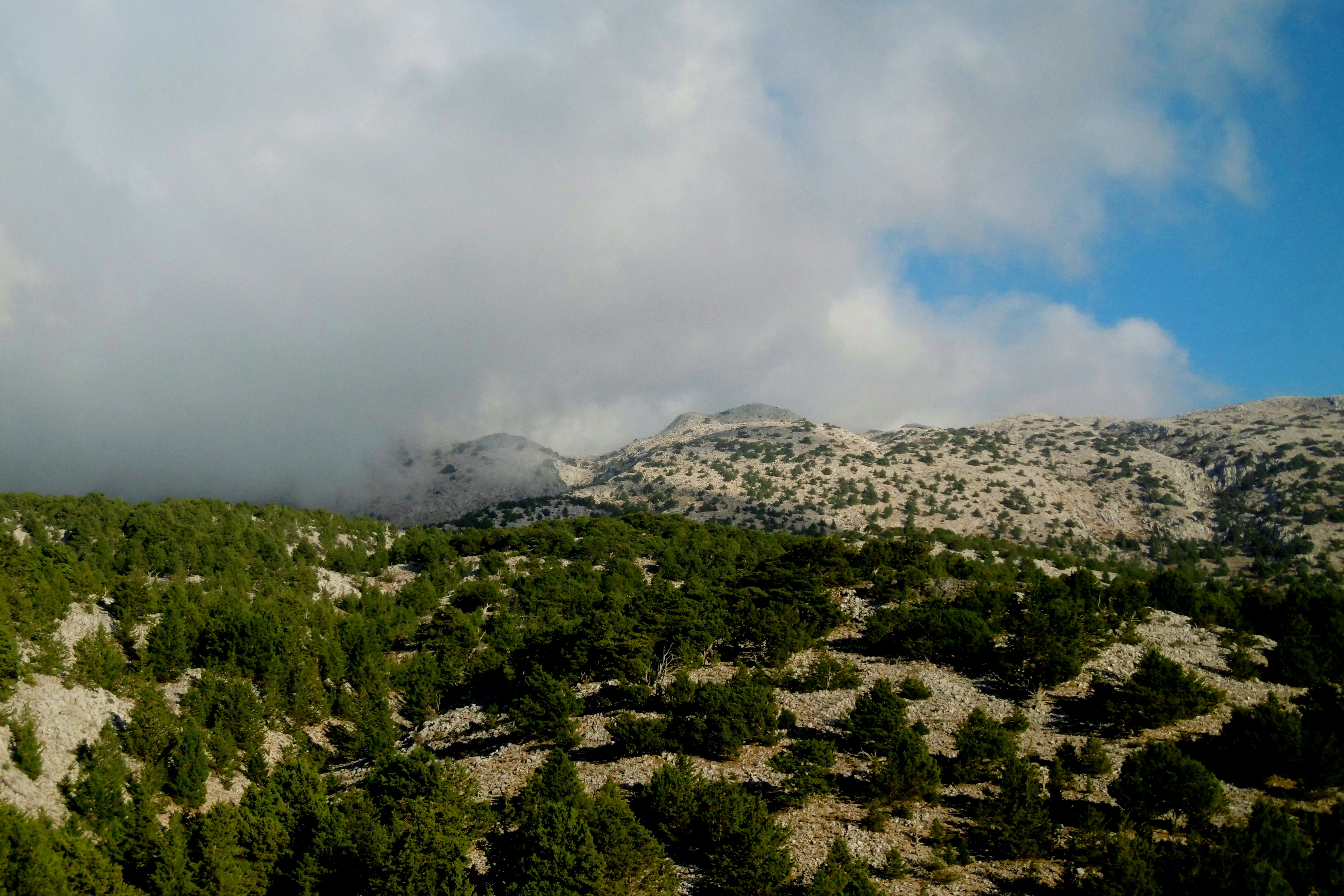 a mountain range with trees, 
