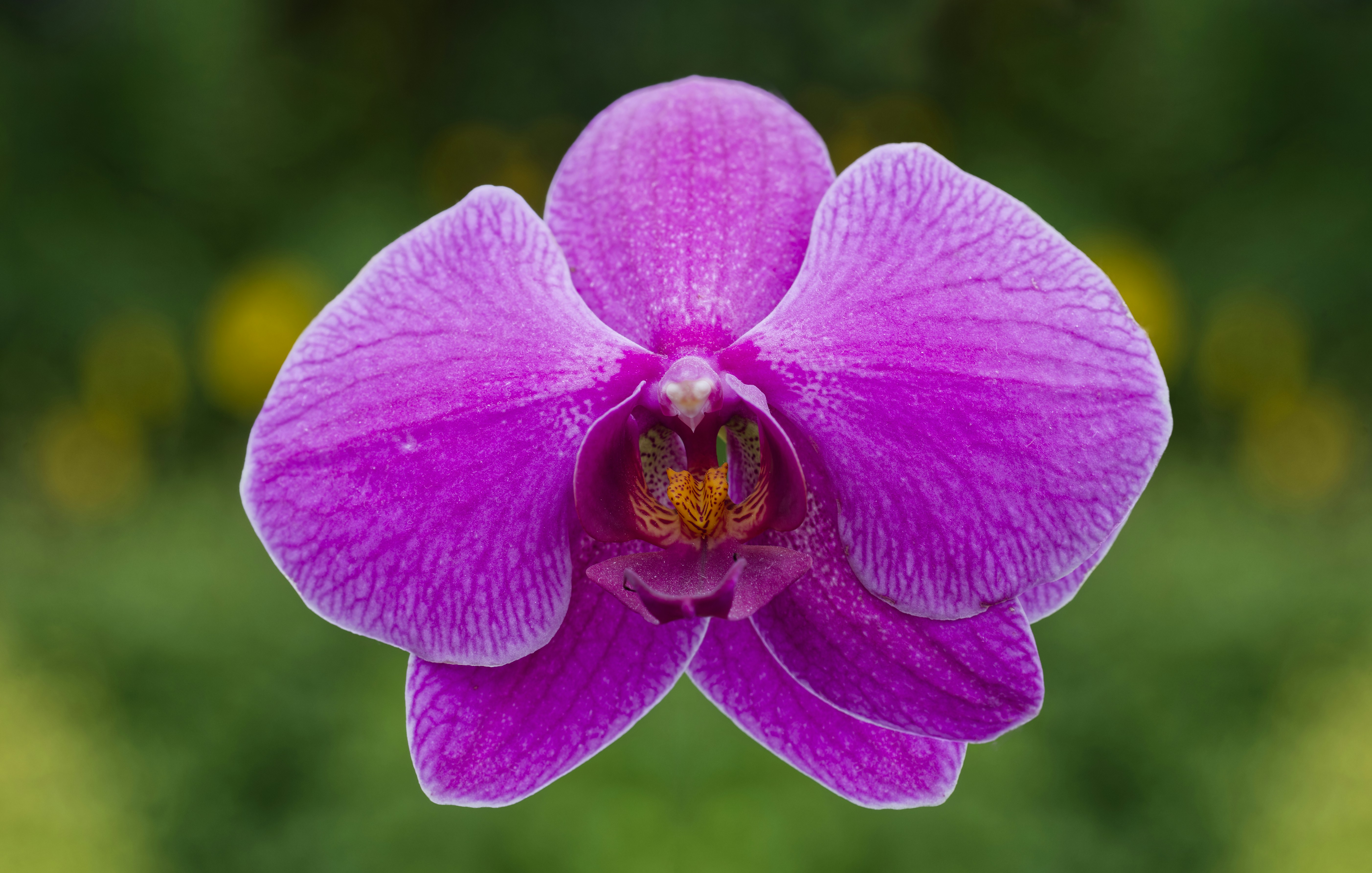 Photo by iankelsall1