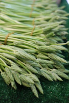 Bundles of fresh asparagus spears tied with twine, showcasing their tender tips.