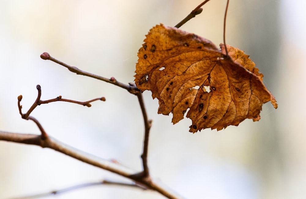 a close up of a leaf