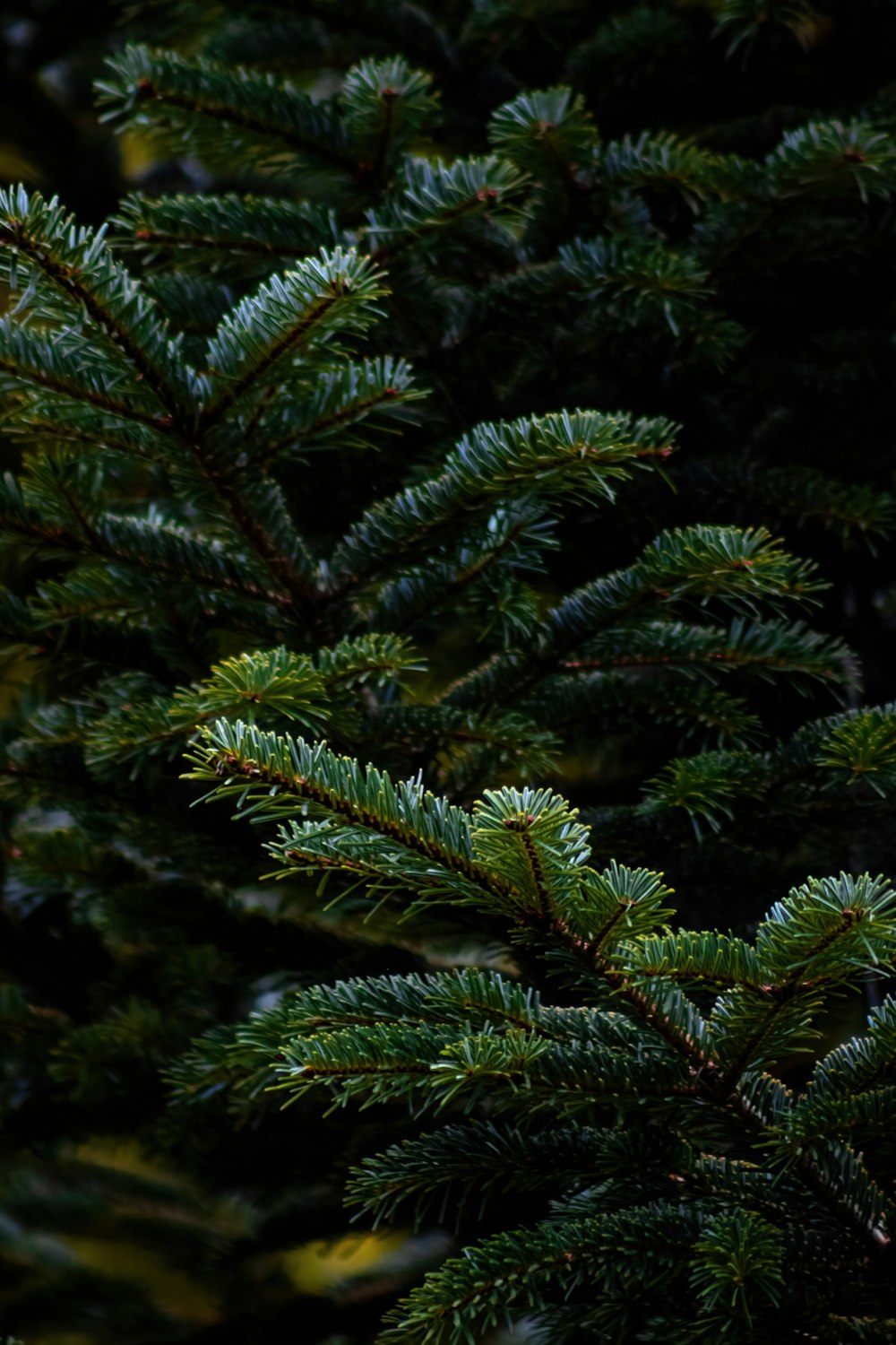 a close-up of some trees