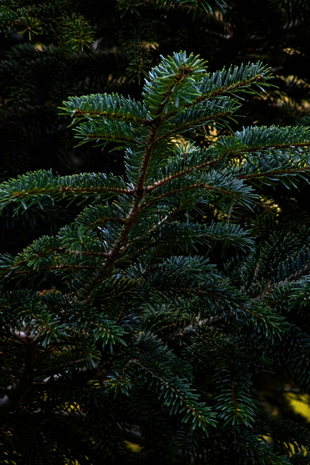 a close-up of a pine tree