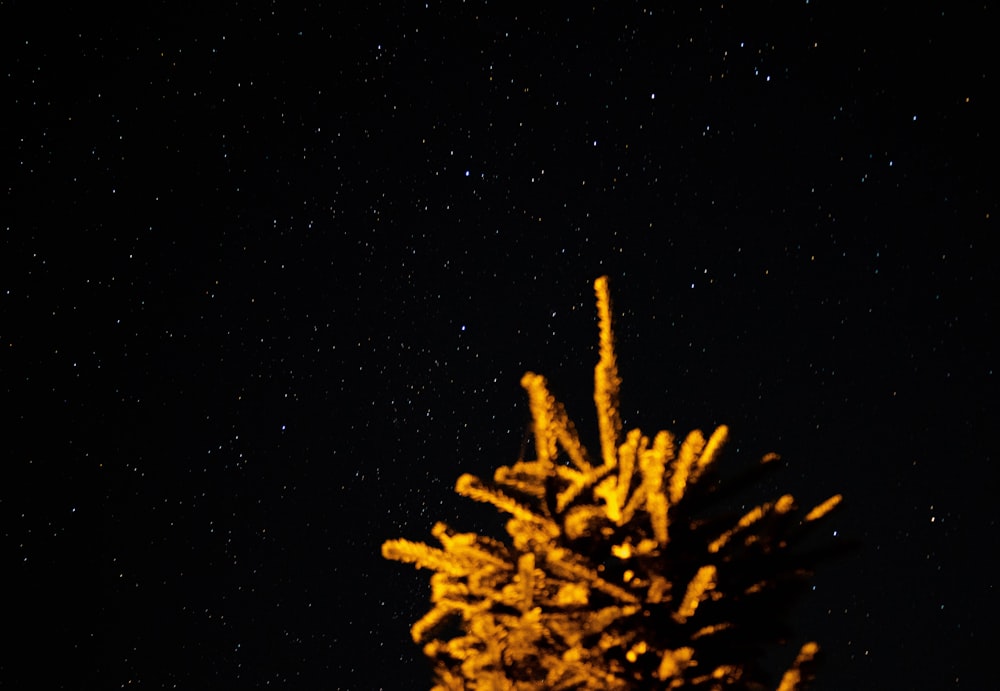 a tree with yellow leaves