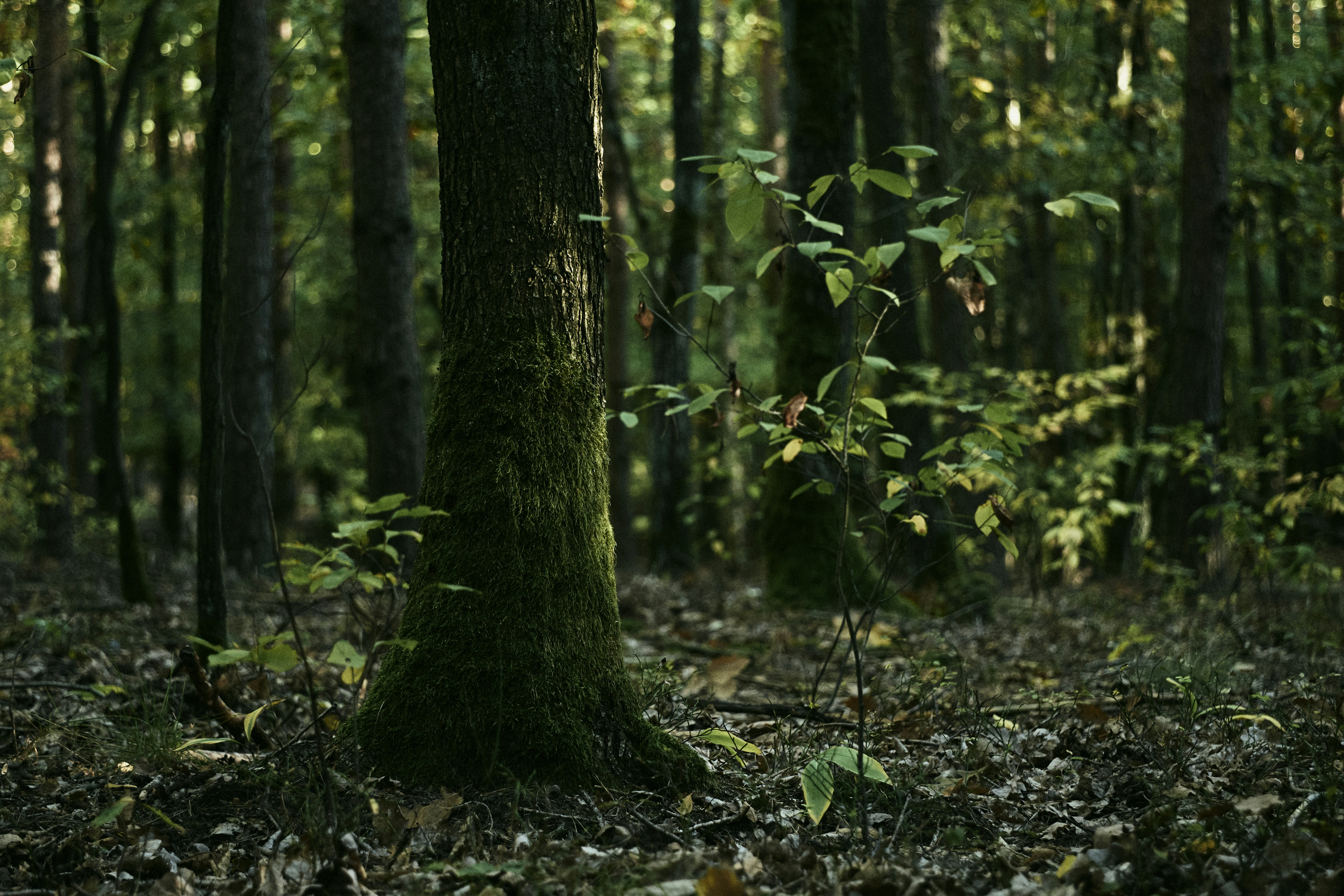 Photo by victor_vector