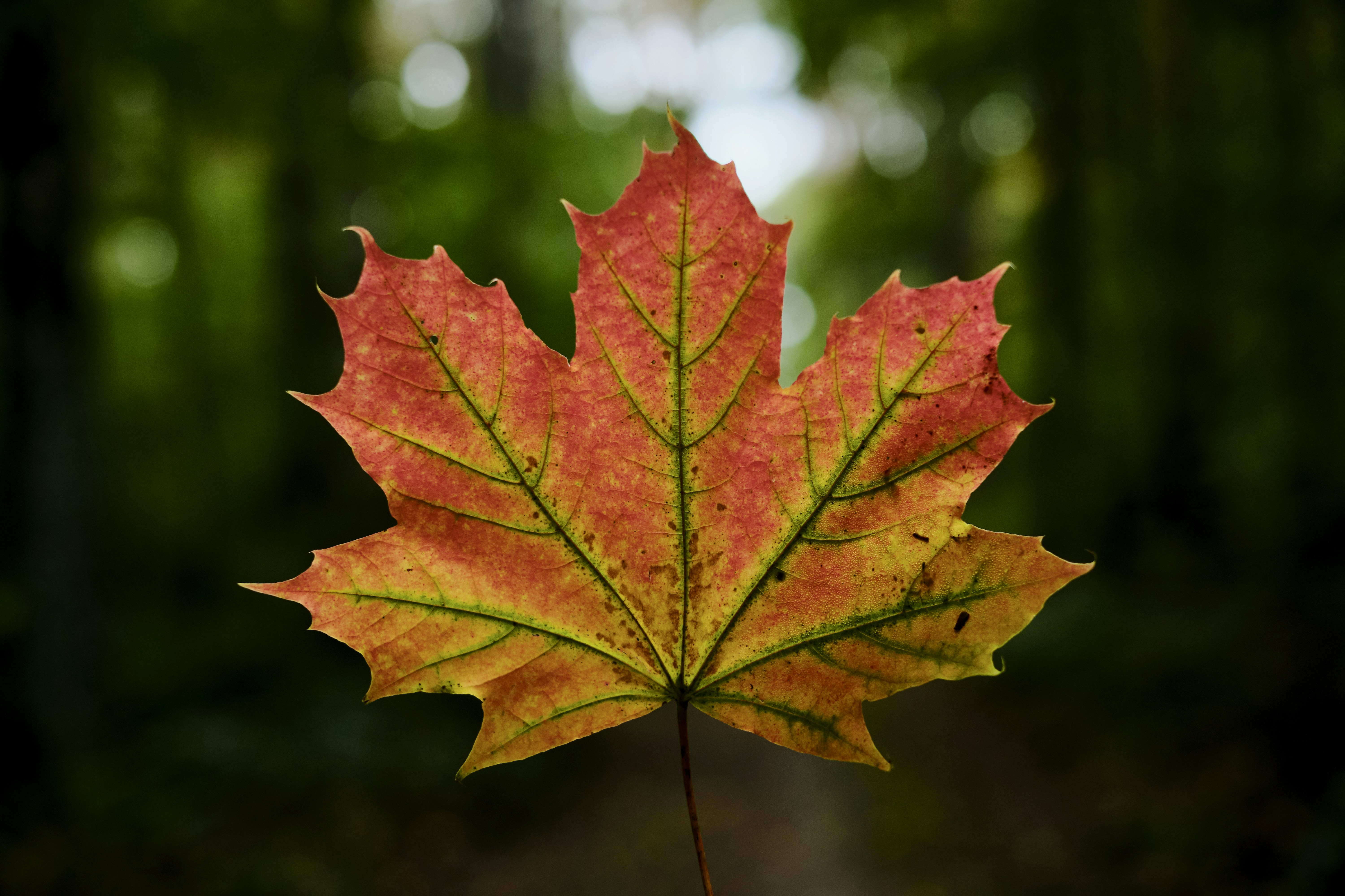 Photo by victor_vector