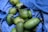 A collection of green mangoes is laid out on a blue denim fabric, with some of the fruits showing brown spots.