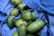 A collection of green mangoes is laid out on a blue denim fabric, with some of the fruits showing brown spots.