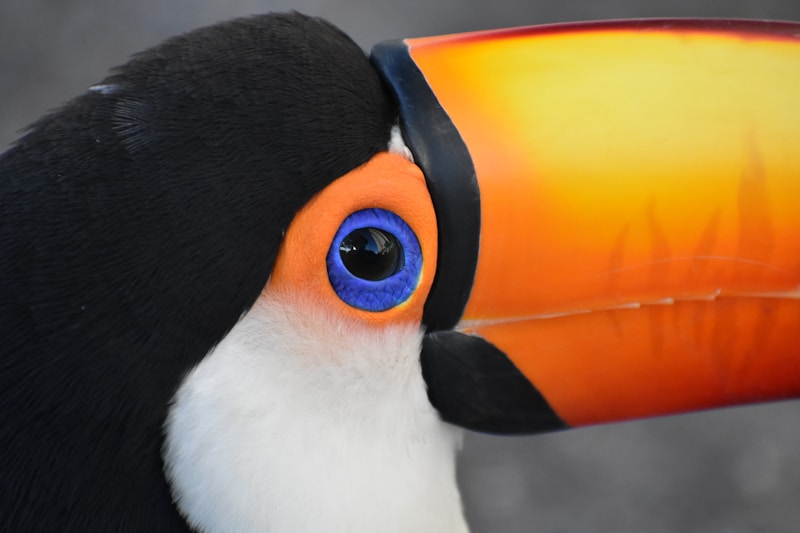 Random Image