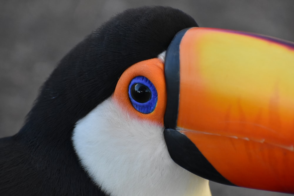 a bird with colorful beak