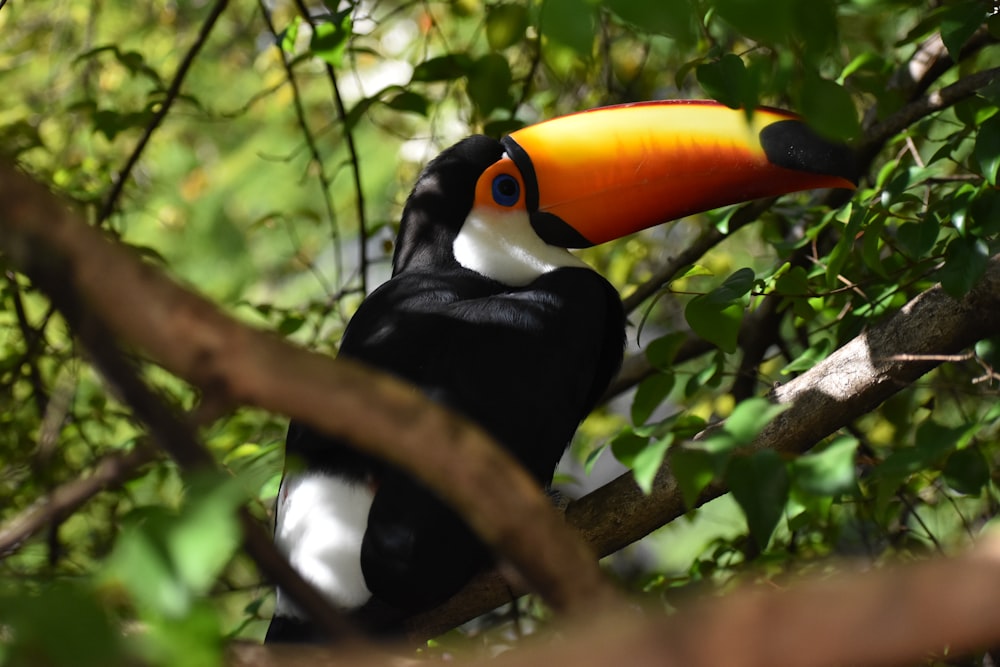 a bird with an orange and black beak sitting on a tree branch
