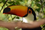 Close-up of colorful wildlife found in Ecuador’s Amazon region