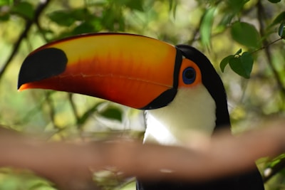 Close-up of colorful Amazonian wildlife including birds and insects in their natural habitat.