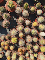 Vibrant collection of cacti with varied shapes and spines in handmade terracotta containers.