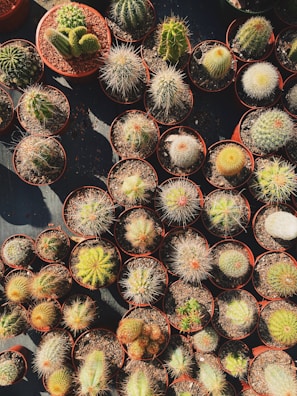 A collection of small, personalized pots arranged artistically with natural lighting.