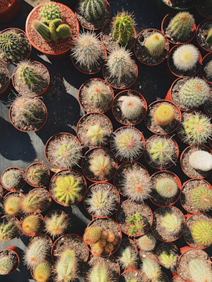 Vibrant collection of cacti with varied shapes and spines in handmade terracotta containers.