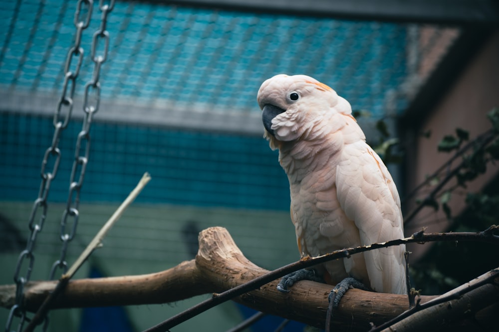 a bird sitting on a branch