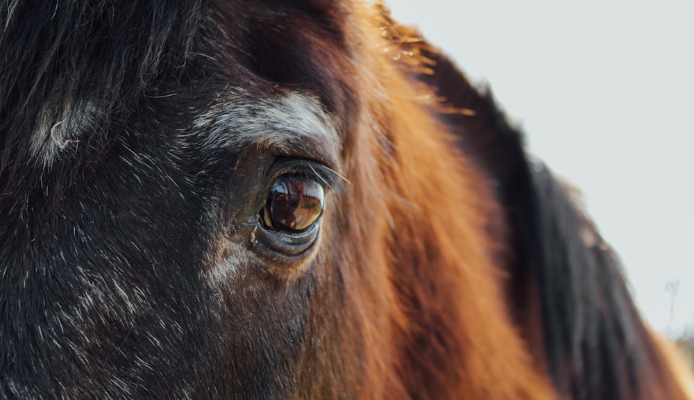 a close up of a horse's eye