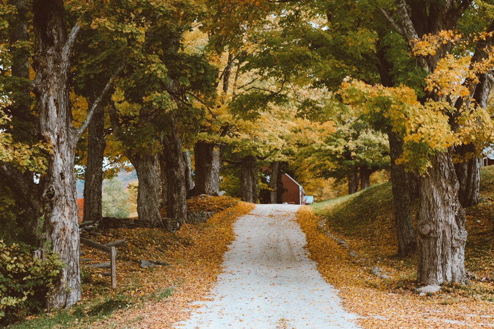 a road with trees on either side