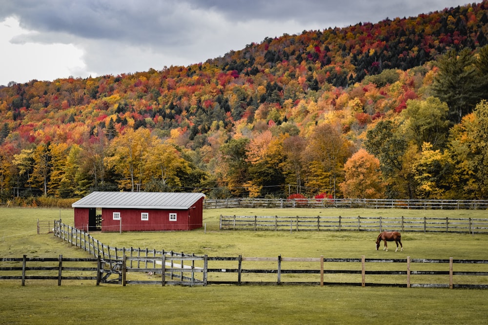 a horse in a fenced pasture