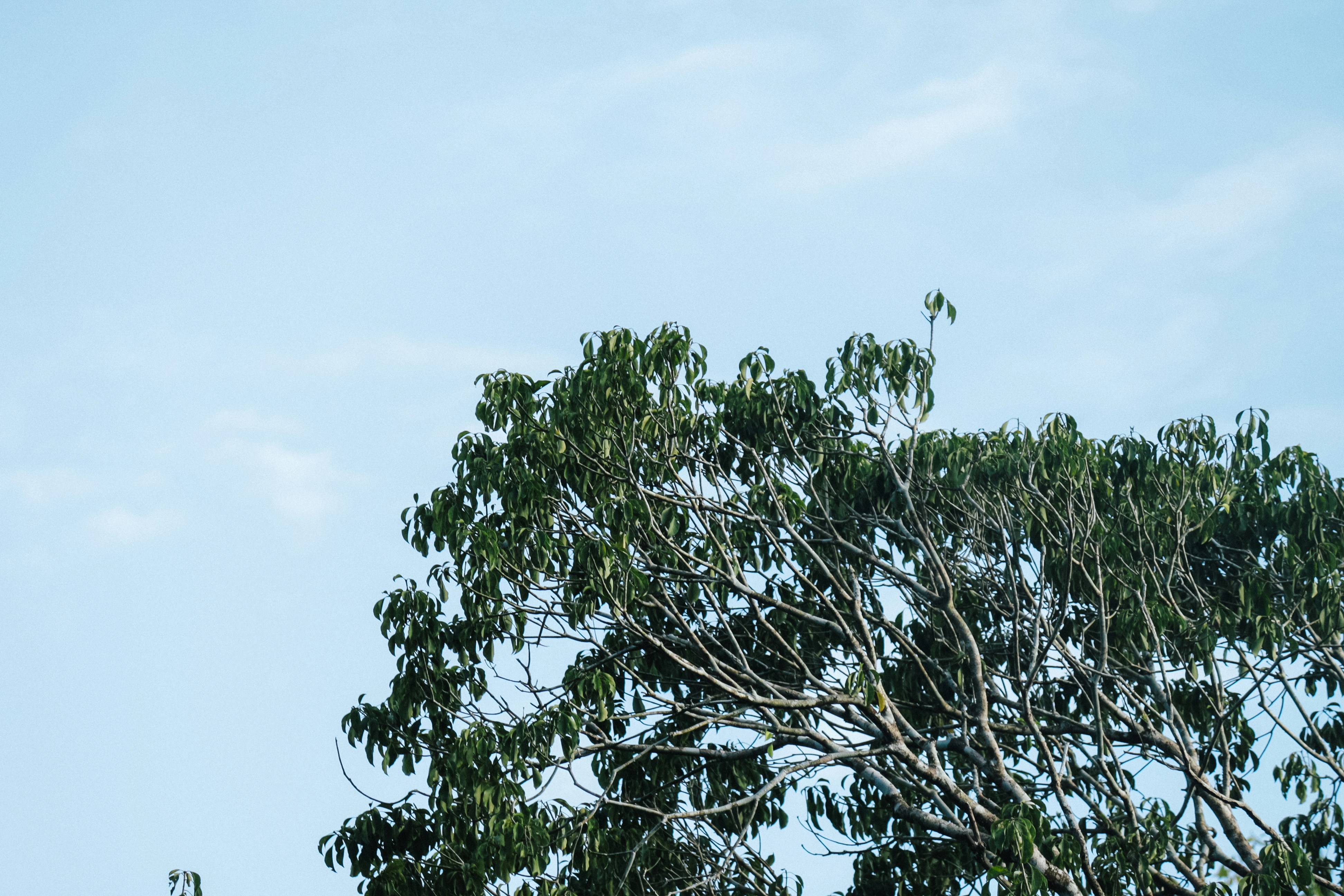 a tree with green leaves