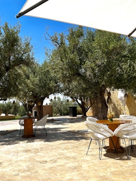 A cozy terrace garden with olive trees and comfortable seating.