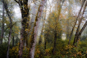Misty ancient Celtic forest with towering moss-covered trees under a twilight sky
