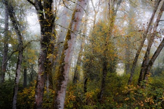 Misty ancient Celtic forest with towering moss-covered trees under a twilight sky