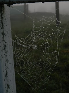 A serene close-up of dew drops on a spider web in early morning light