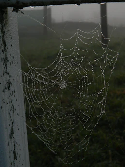 A serene macro shot of a dew-covered spider web glistening in early morning light.