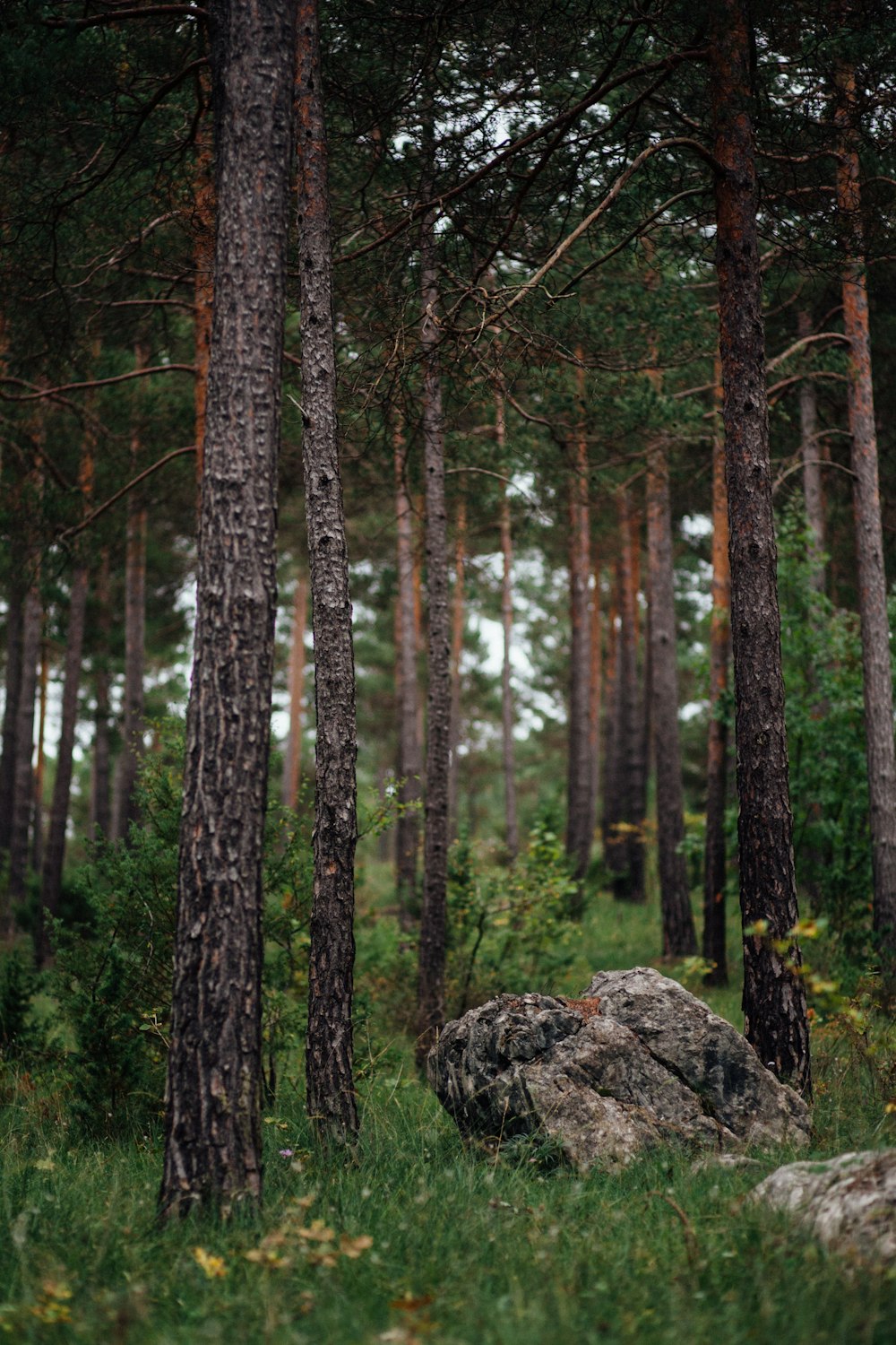 a forest with tall trees