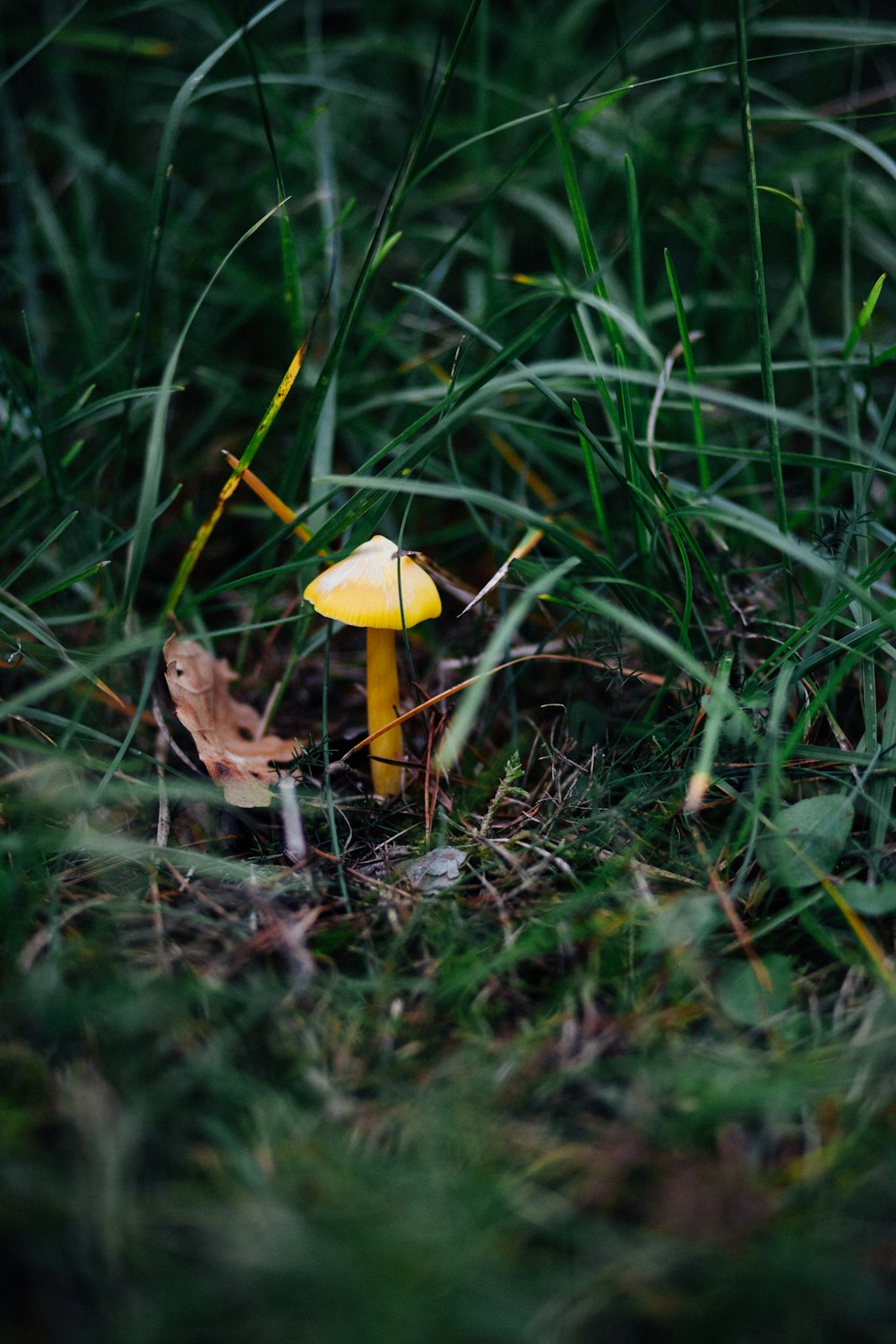 a mushroom growing in the grass