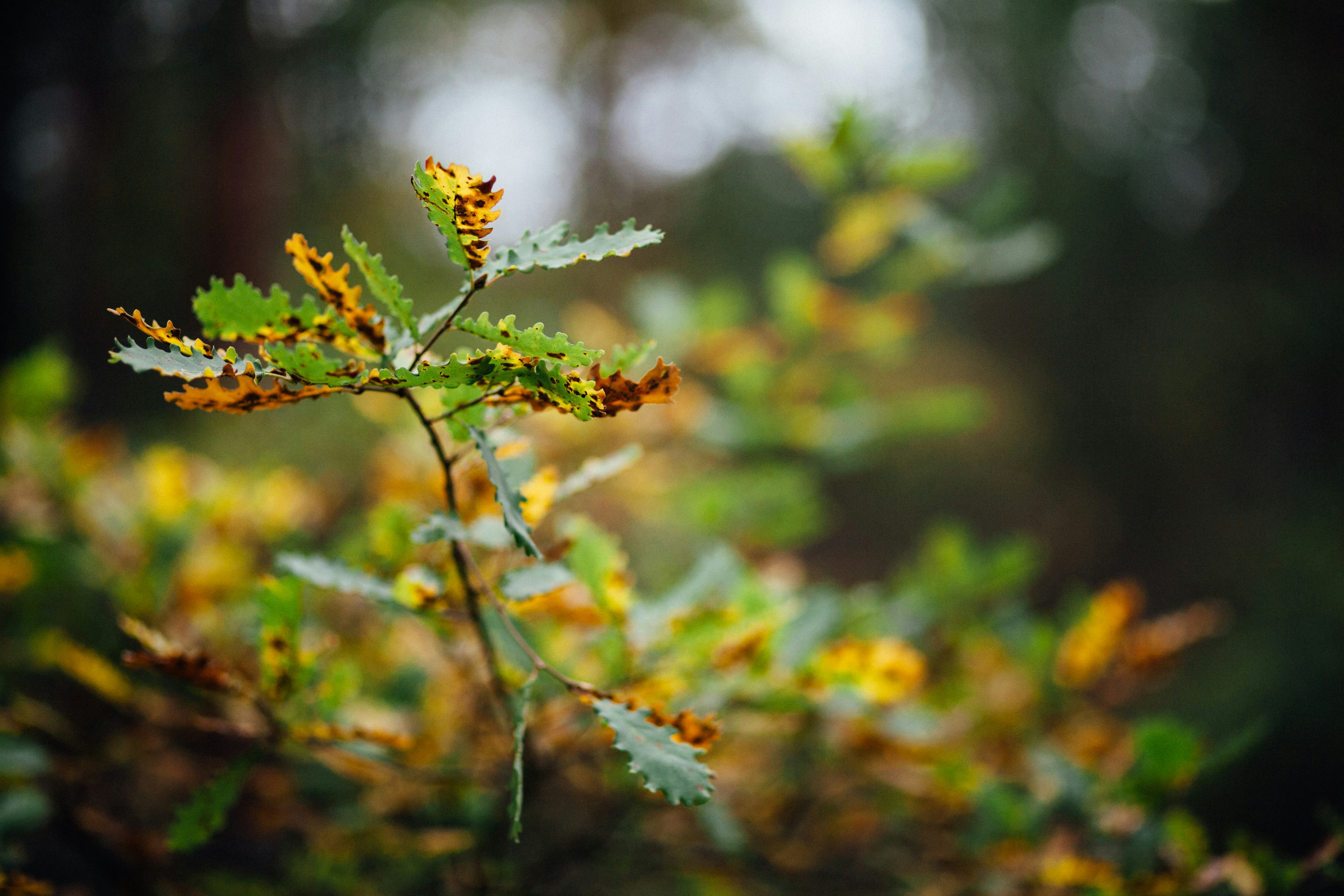 Photo by skatienstuksuma