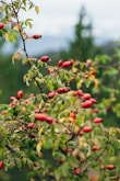 a close up of some berries