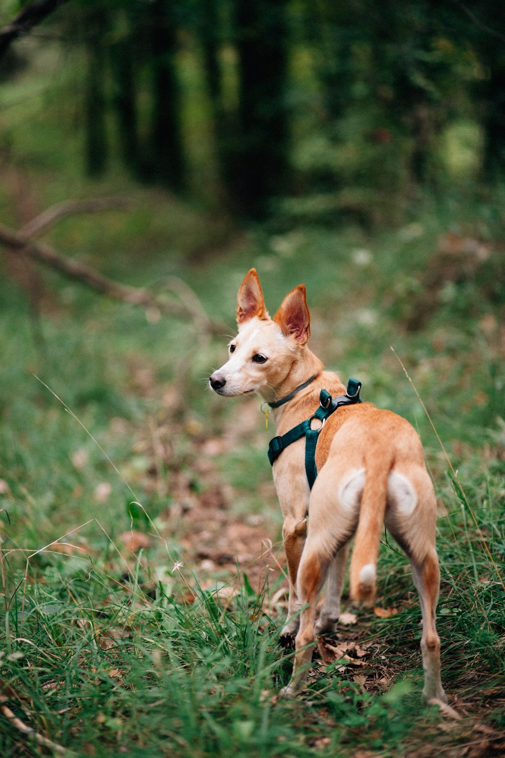 a dog with a harness in a grassy area photo – Free Spain Image on Unsplash