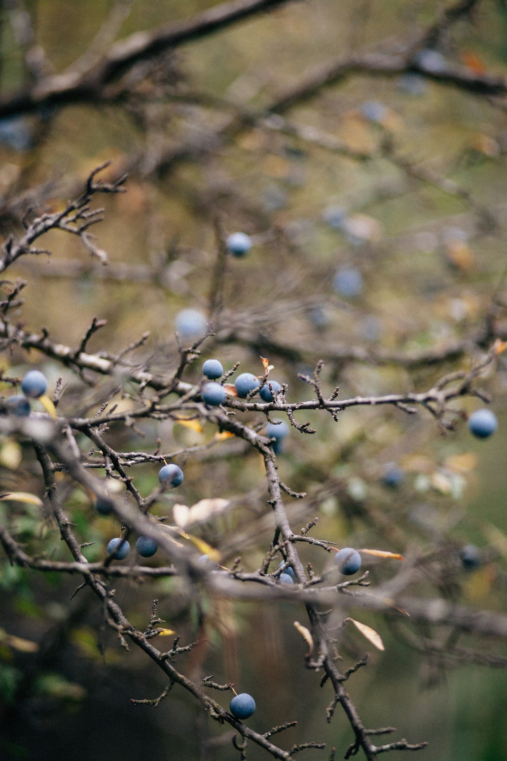 a tree with blue berries
