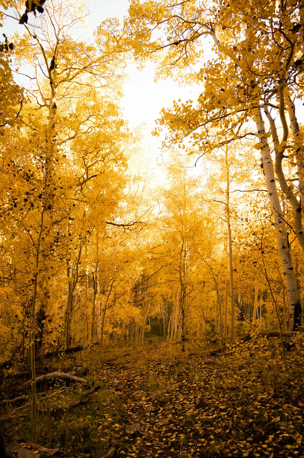 a forest of trees with yellow leaves