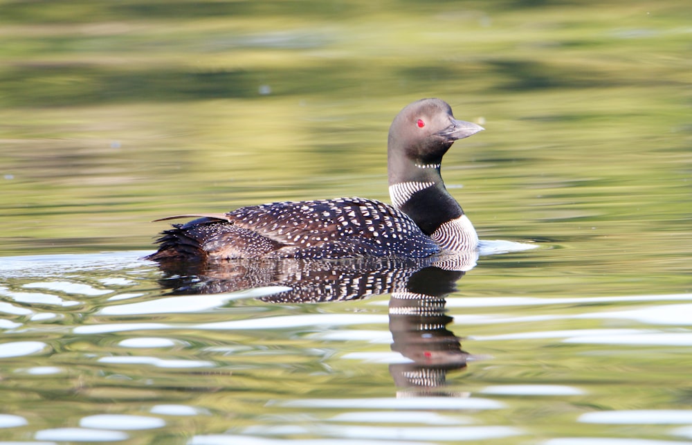 a duck swimming in water