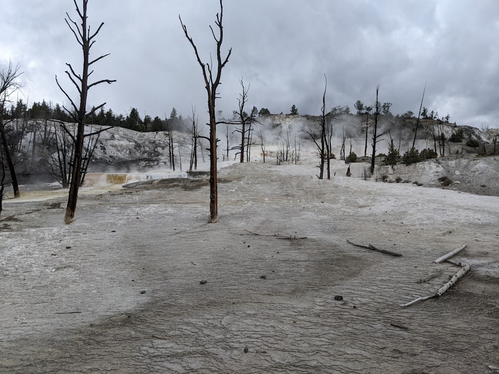 a group of trees in a snowy area