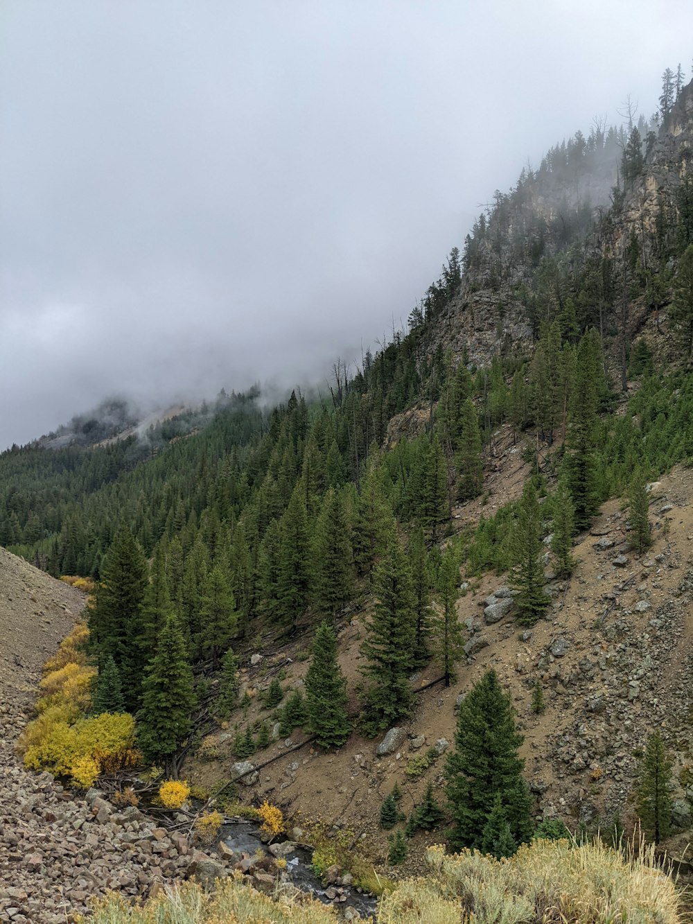 a mountain with trees on it